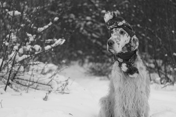 Cute and funny furry dog sitting in winter forest in black and white style, english setter with hat...
