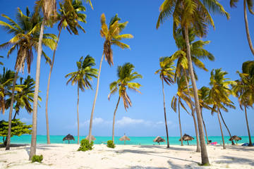 Plage de sable parfaite avec des palmiers, Zanzibar, Tanzanie