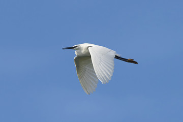 Fototapeta premium Little egret (Egretta garzetta)