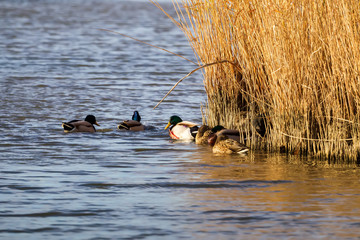 Duck , in wetlands in Kalohori in north Greece with soft focus