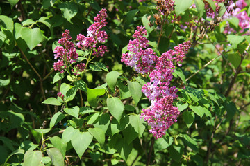 Fototapeta premium sprig of magenta lilac grows surrounded by leaves