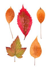 Fototapeta premium application of different orange leaves