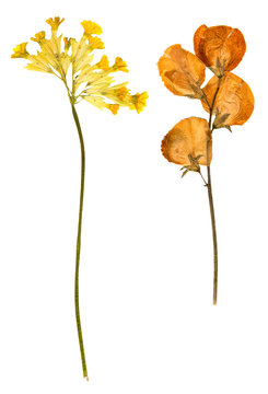 Fototapeta dry gentian yellow spring flower isolated