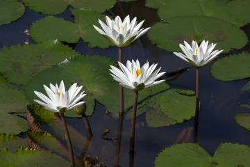Afwasbaar Fotobehang Waterlelie four white water lily