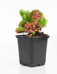 Sedum is a large genus of flowering plants in the family Crassul