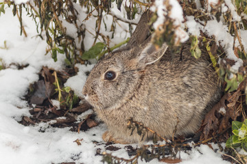 Cottontail Rabbit in Snow
