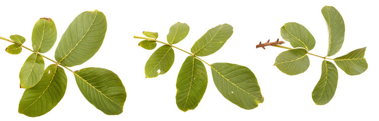 branch of walnut isolated on white background