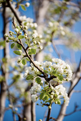Apple tree flower blossoming at spring time, floral background