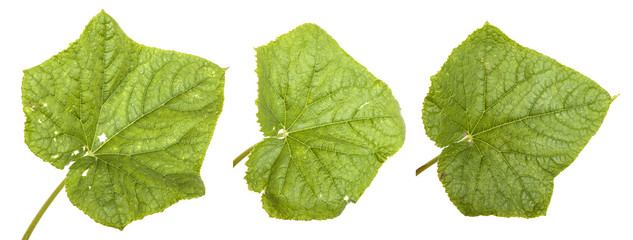 green leaves of cucumber isolated on white background