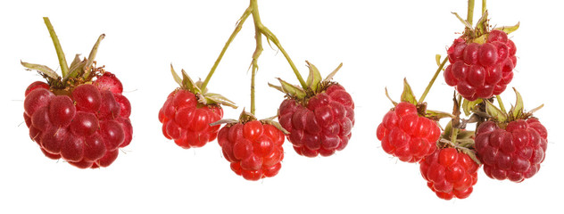 raspberries on a branch. isolated on white background