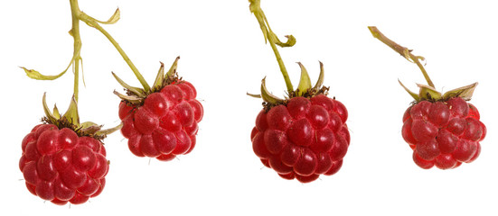 raspberries on a branch. isolated on white background