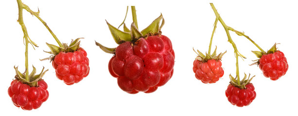 raspberries on a branch. isolated on white background