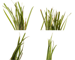 bundle of green grass isolated on white background