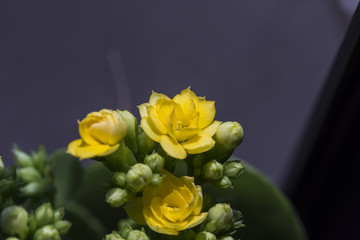 close up yellow  flower
