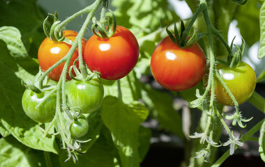 Reife und unreife Tomaten an einem Tomatenstrauch, Freilandanbau, Solanum lycopersicum 