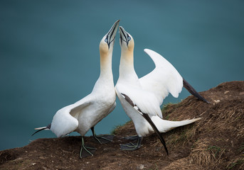 Gannets pairing up