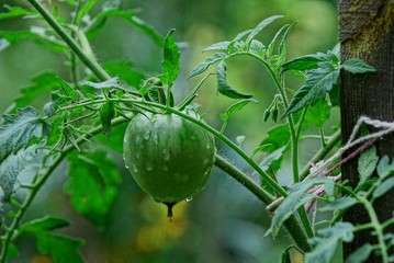 Зелёный помидор