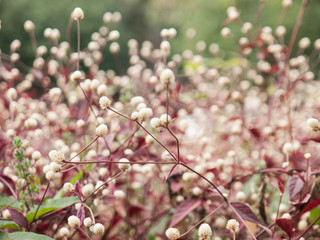 flowers field
