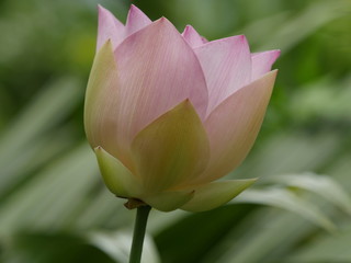 Bouton fleur de lotus rose, Réunion.
