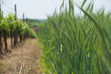 Naklejka premium Die Weinberge