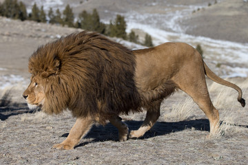 Obraz na płótnie Canvas Rare captive Male Barbary Lion