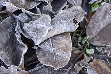 frost on dead winter leaves