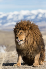 Fototapeta na wymiar Rare captive Male Barbary Lion