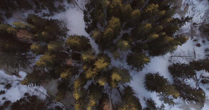 forward flight with camera looking straight down over winter fir forest in sunset, 4k aerial footage