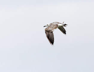 seagull in flight in the sky