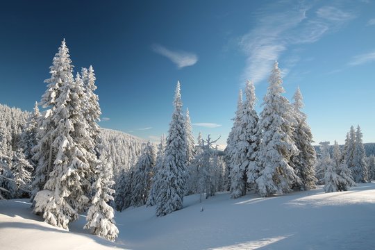Fototapeta Spruce trees covered with snow on a mountain slope