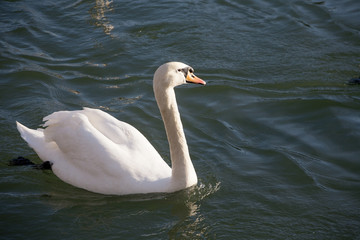 Fototapeta premium Group of swans floating near to shore