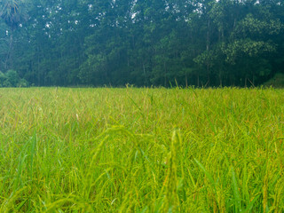 Obraz premium rice 's paddy