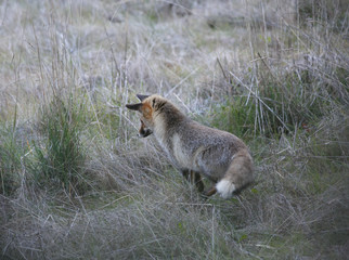Fox hunting