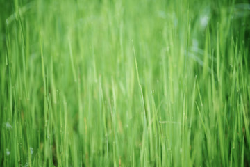 Fototapeta na wymiar Green grass field suitable for backgrounds or wallpapers, natural seasonal landscape.