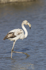 Greater Flamingos of Camargue France