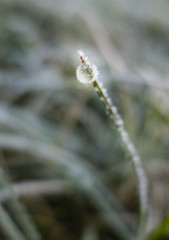 Early morning frost on grass