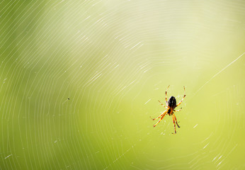 spider on a web in nature