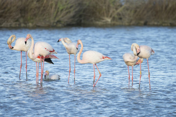 Greater Flamingos of Camargue France