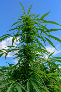 Buds on cannabis plant