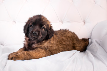 leonberger puppy on a white sofa