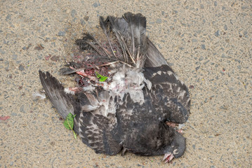 Pigeon carcass on asphalt hit by car