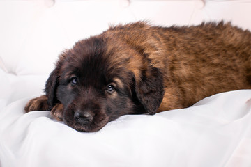 leonberger puppy on a white sofa