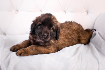 leonberger puppy on a white sofa