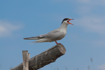 gull sitting on a wooden log