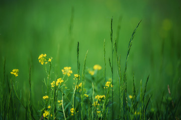 Green grass field with yellow meadow flowers suitable for backgrounds or wallpapers, natural seasonal landscape.