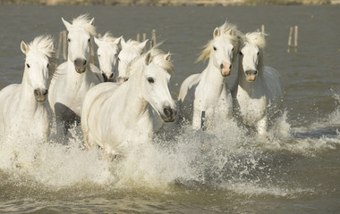 Fototapeta na wymiar White horses of Camargue France