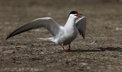 Common tern