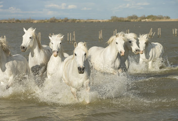 Obraz na płótnie Canvas White horses of Camargue France