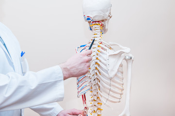 Closeup on medical doctor man pointing on cervical spine of human skeleton anatomical model....