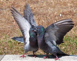 Two pigeon kissing